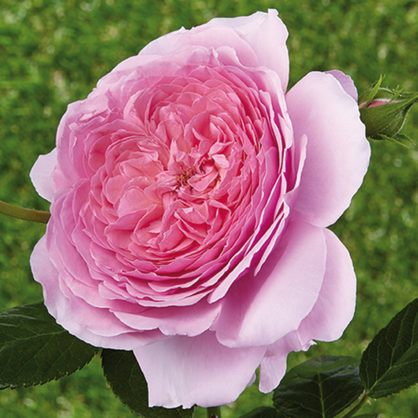 Rose romantique