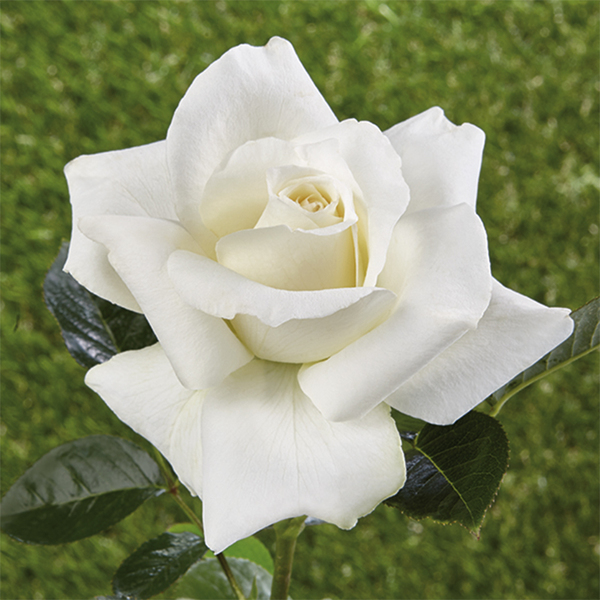 Rose historique