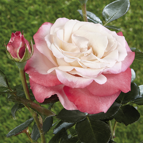 Rosier de massif