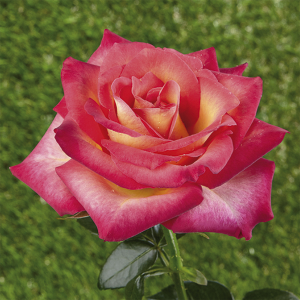 Mini-rosier nain